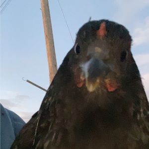 Meet your Posher, Robin